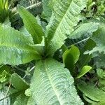 Dipsacus sativus Leaf