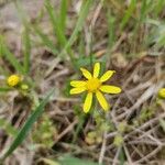 Jacobaea minuta Flower