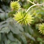 Montanoa bipinnatifida Fruit