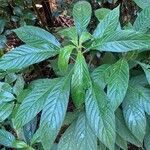 Aphelandra sinclairiana Lapas