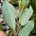 Salix myrsinifolia पत्ता