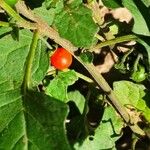 Solanum villosum Frukt