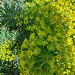 Euphorbia × martini Hoja