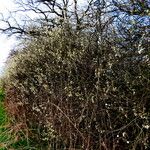 Prunus spinosa Flor