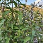 Pseudocaryopteris bicolor Hoja