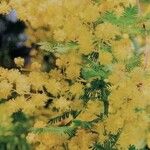 Acacia baileyana Květ