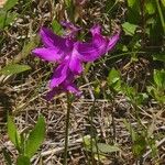 Calopogon tuberosus Flor
