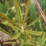 Galium tricornutum Folha