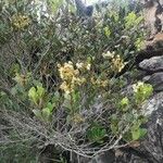 Cupaniopsis squamosa Лист