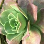 Aeonium nobile Leaf