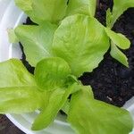 Lactuca sativa Leaf