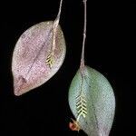 Lepanthes helicocephala Blomst