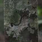 Vouacapoua americana Bark