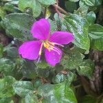 Heterotis rotundifolia Цвят