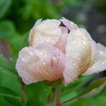 Paeonia daurica Kukka