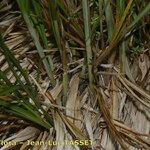 Carex appropinquata Otro