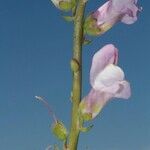 Antirrhinum controversum बार्क (छाल)