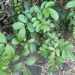 Schinus terebinthifolius List