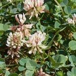 Trifolium occidentale ശീലം