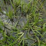 Scirpus sylvaticus Habit