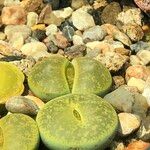 Lithops spp. 整株植物