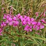 Epilobium angustifoliumFlower