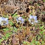 Gentiana depressa 花