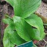 Curcuma longa Blatt