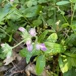 Collinsia tinctoria Lapas