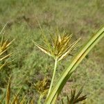 Cyperus tenuiculmis Flower