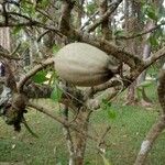 Gardenia ternifolia Fruit