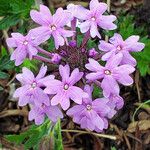 Verbena canadensis പുഷ്പം