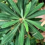 Euphorbia mellifera Liść