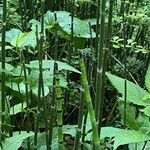 Equisetum laevigatum অভ্যাস