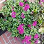 Pentas lanceolataFlor