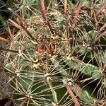 Ferocactus herrerae Corteccia