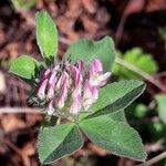 Trifolium striatum 花
