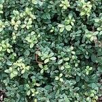 Ilex crenata 葉