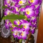 Dendrobium nobile Habit