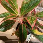 Aglaonema commutatum Leaf