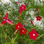 Ipomoea quamoclit Floare