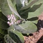 Calotropis procera पत्ता