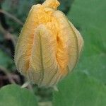 Cucurbita ficifolia Flor