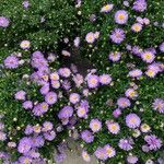 Symphyotrichum dumosum പുഷ്പം