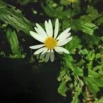 Aster incisus Flower