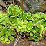 Saxifraga cuneifolia Leaf