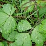 Aquilegia nigricans Leaf