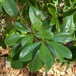 Magnolia virginiana Blatt