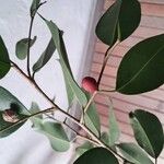 Ficus benjamina ফল
