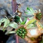 Rubus camptostachys